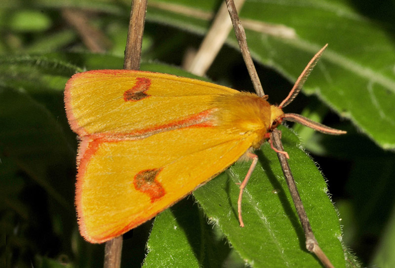 Diacrisia sannio - Erebidae-Arctiinae